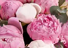 Купить Букет из 11 белых и розовых пионов (Премиум) с эвкалиптом в  с бесплатной доставкой: цена, фото, описание