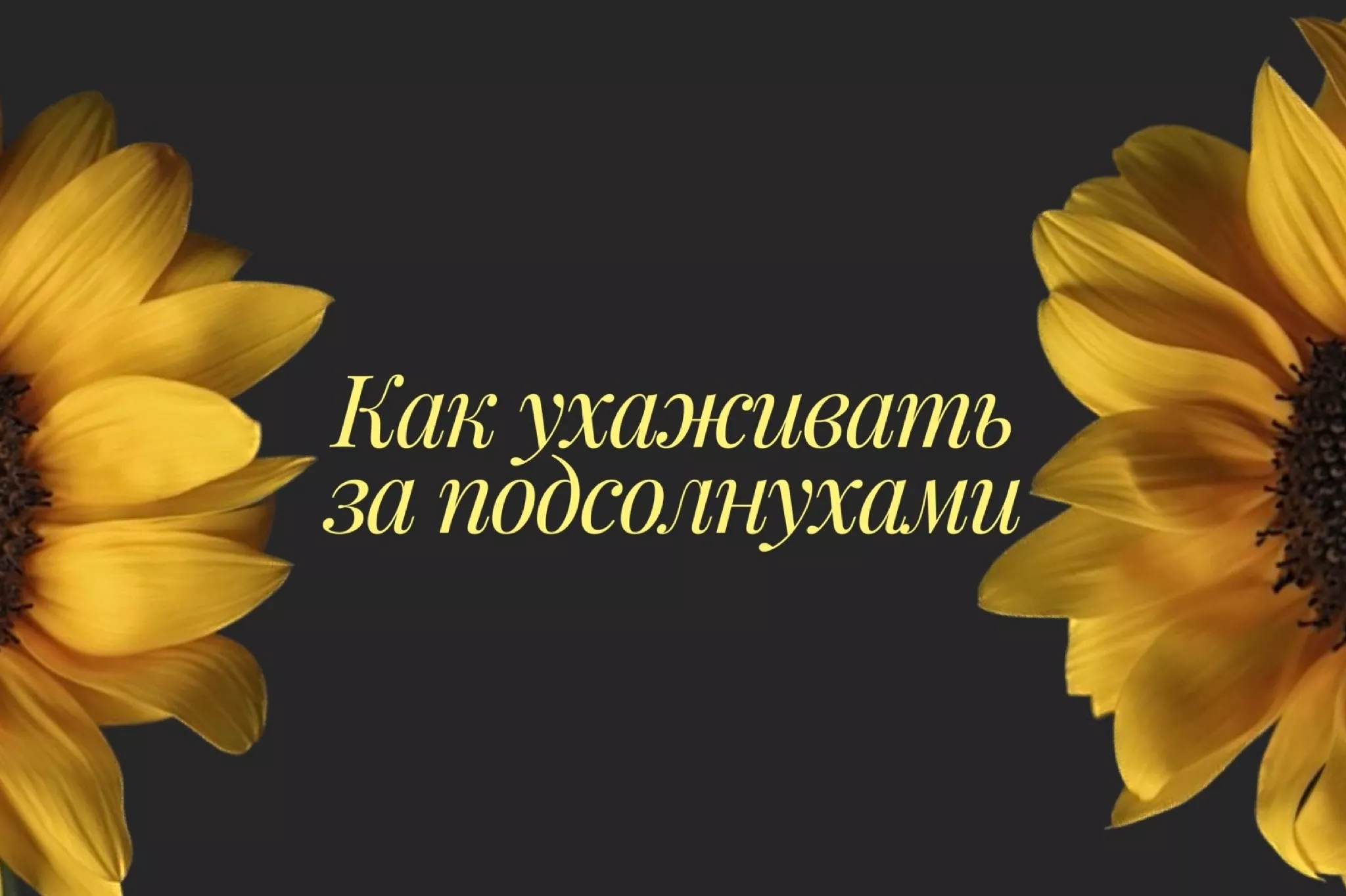 Как ухаживать за подсолнухами