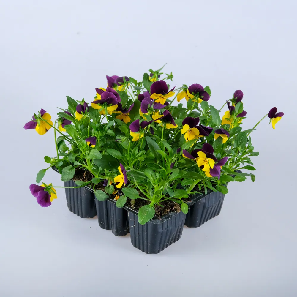 Рассада Виола в ассортименте кассета 6 ячеек