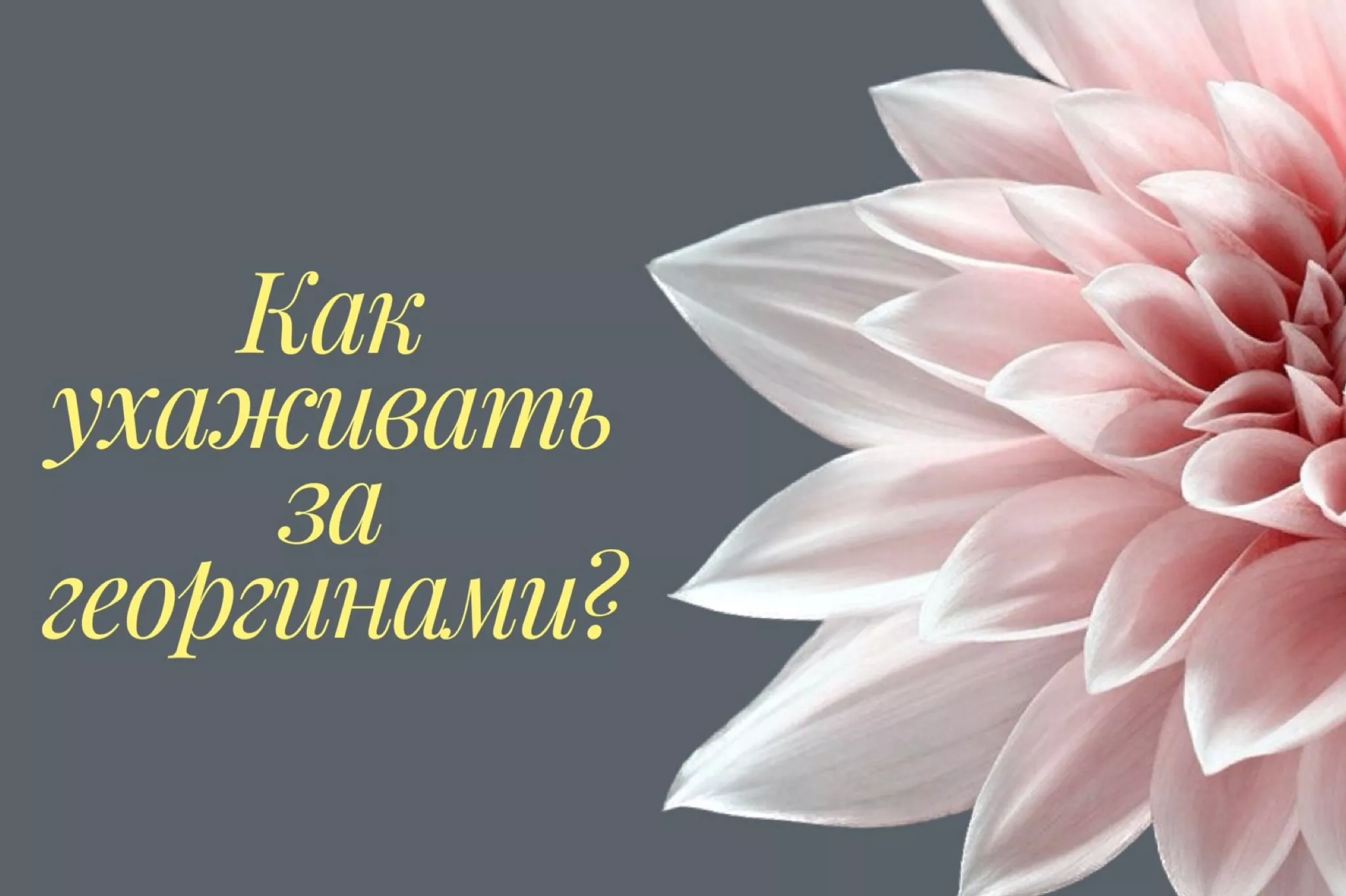 Уход за георгинами в вазе