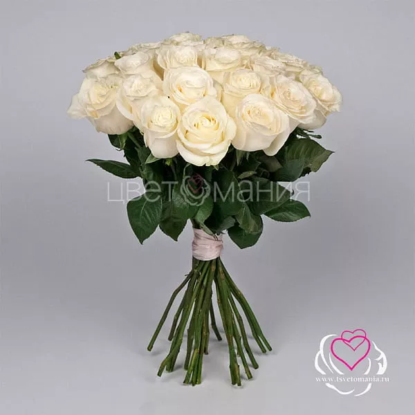Купить Белая роза (Эквадор) 60 см в Санкт-Петербурге с бесплатной доставкой: цена, фото, описание