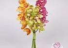 Купить Орхидея Цимбидиум в Санкт-Петербурге с бесплатной доставкой: цена, фото, описание
