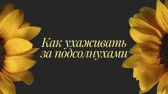 Как ухаживать за подсолнухами в вазе