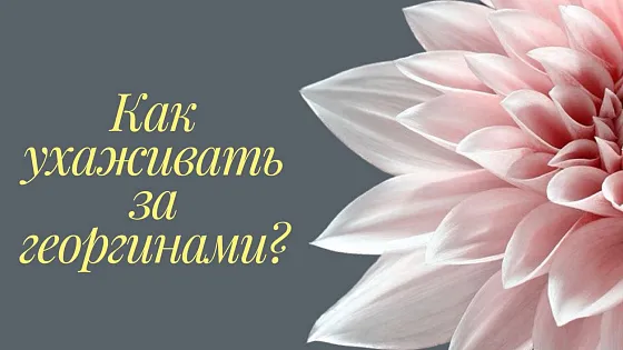 Уход за георгинами в вазе: как продлить жизнь букету