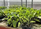 Купить Рассада Баклажан Бумер в  с бесплатной доставкой: цена, фото, описание