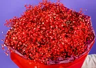 Купить Букет из бордовых гипсофил в  с бесплатной доставкой: цена, фото, описание