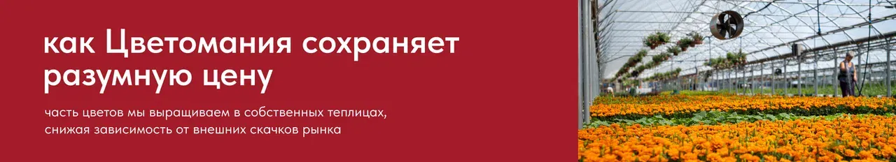 баннер яндекс сплит