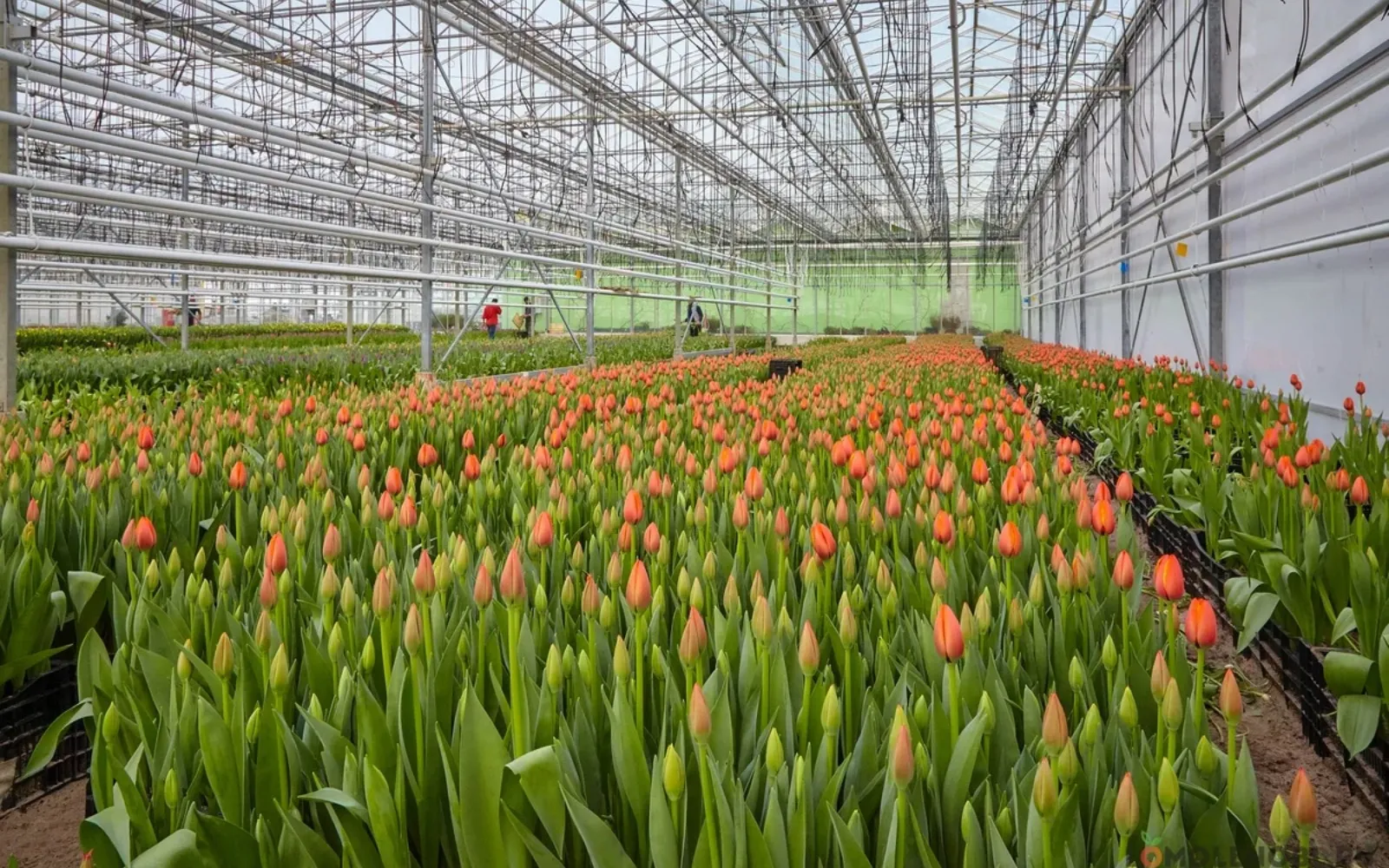 Выращивание тюльпанов в теплице