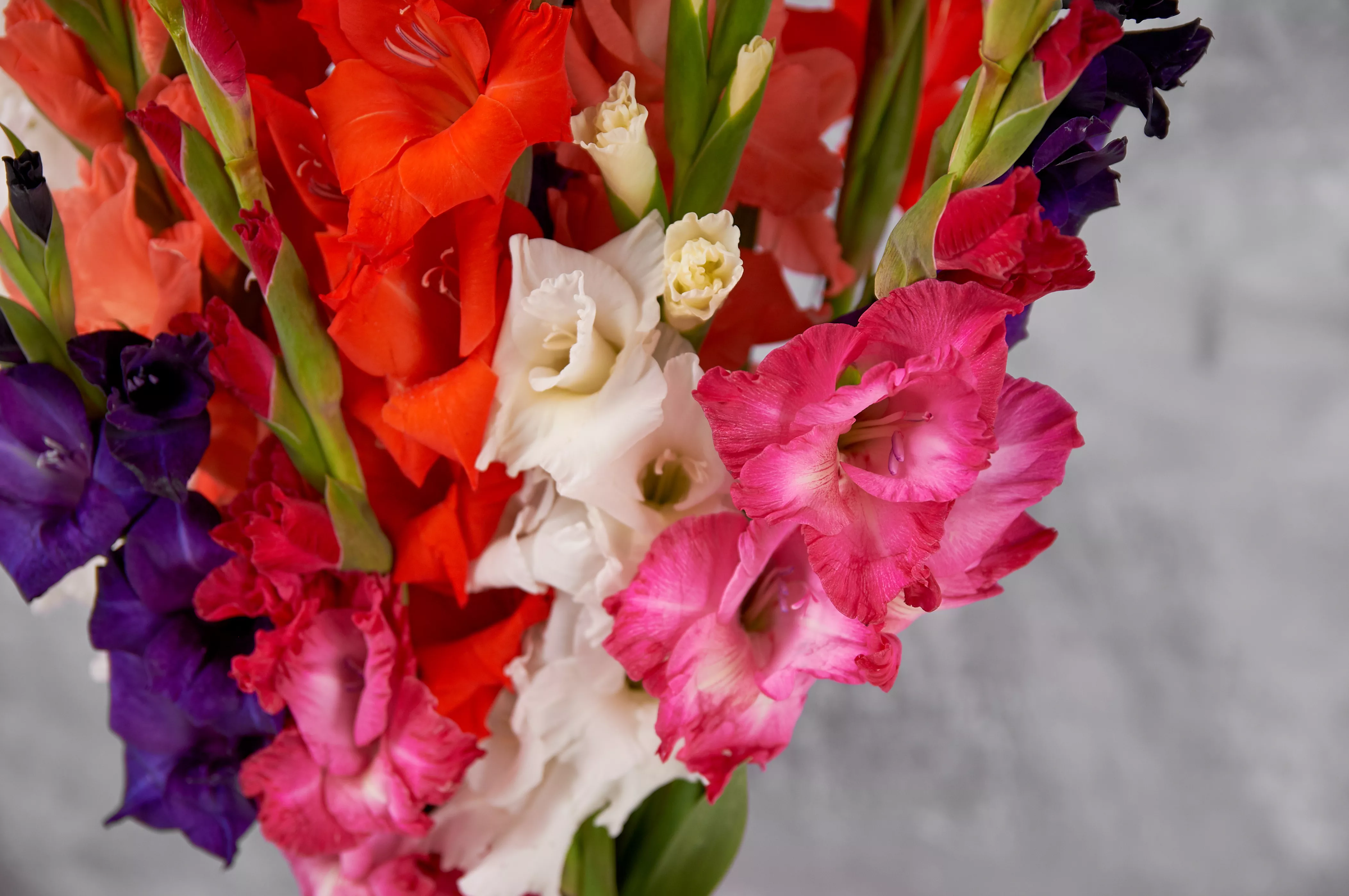 Что означают гладиолусы на языке цветов?