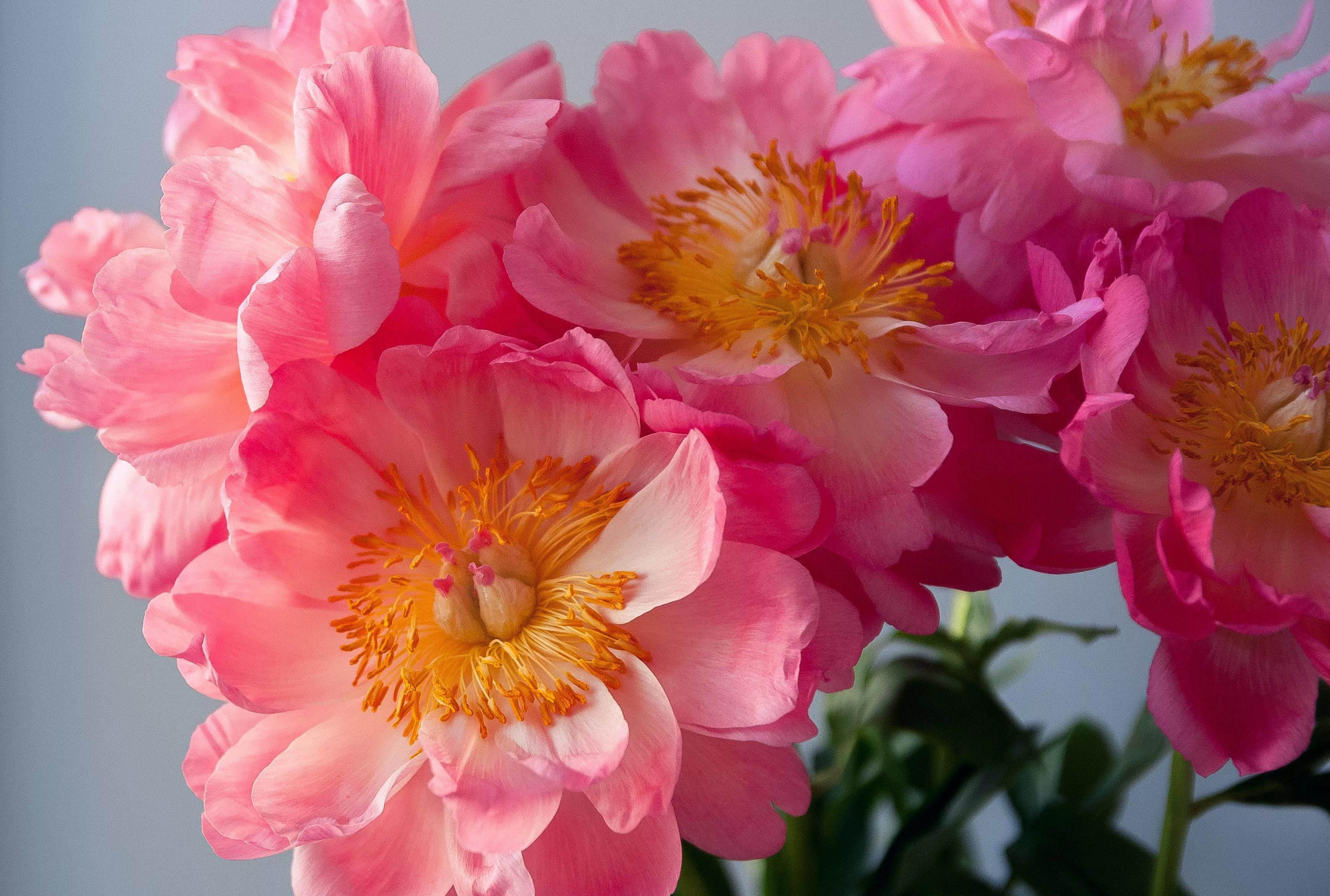 Сезон пионов в России: когда цветут пионы и продаются в цветочных магазинах