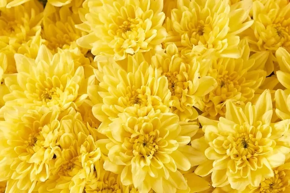 Что означают хризантемы на языке цветов?