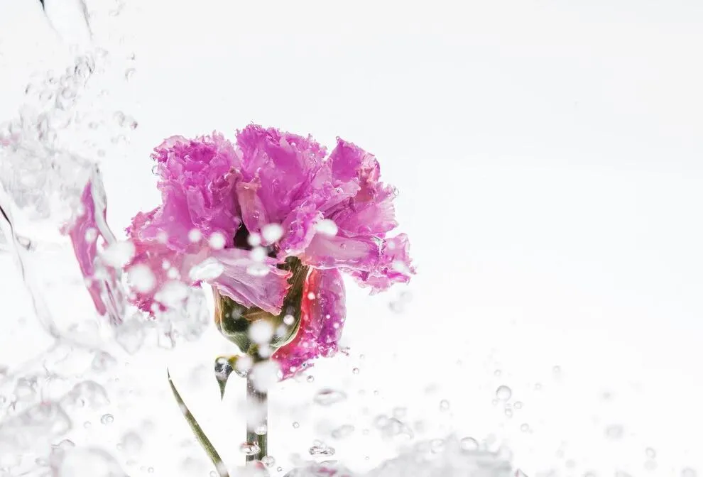 Какие цветы подарить Водолеям