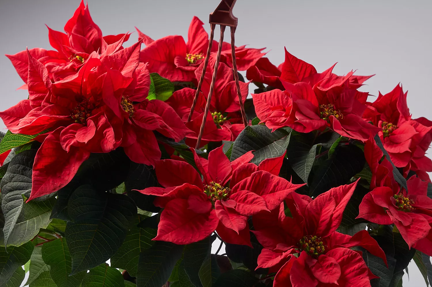 Выбираем цветы на Рождество