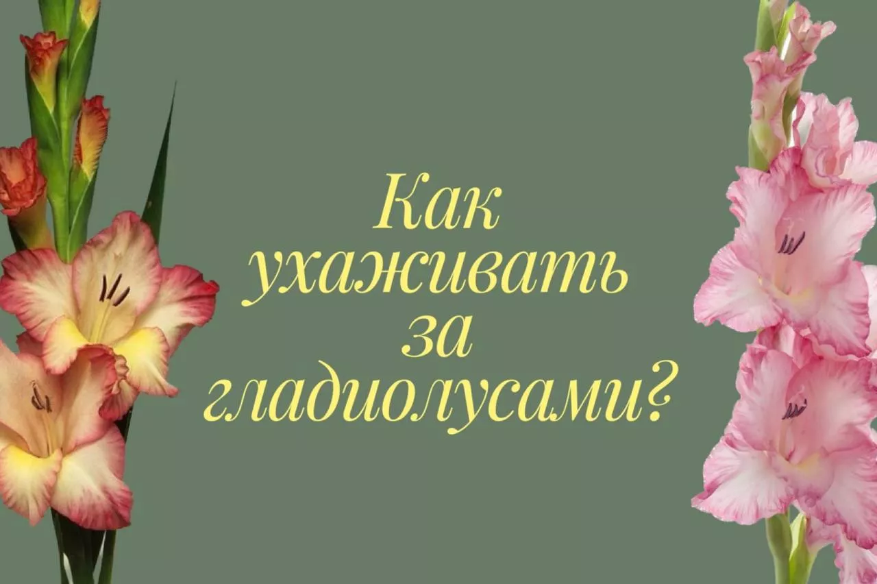 Как ухаживать за гладиолусами