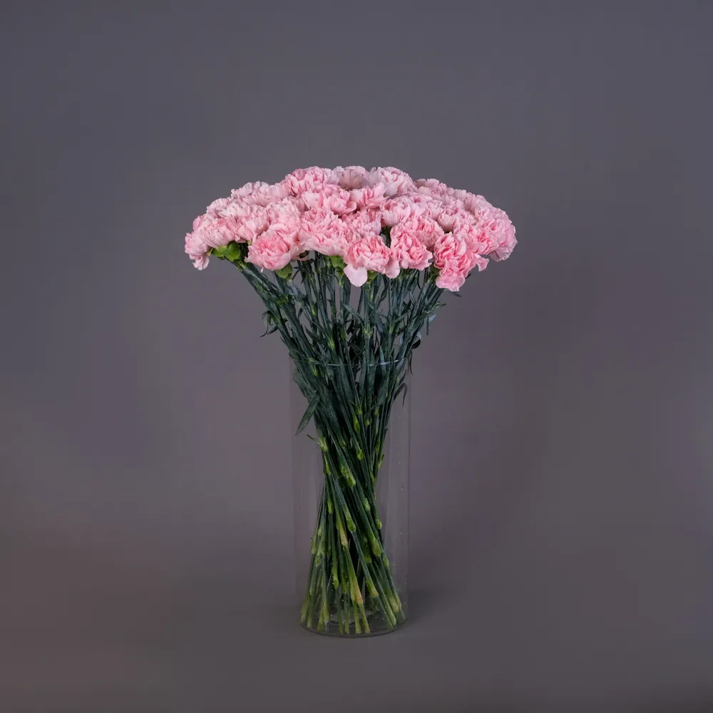 Охапка розовых гвоздик 