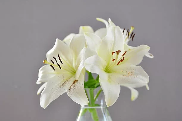 Несколько интересных фактов о лилиях