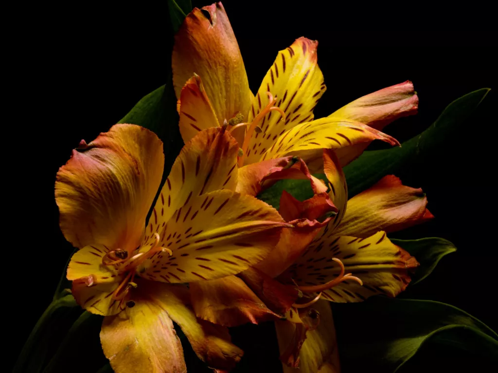 Как сохранить альстромерии в вазе. Несколько простых правил