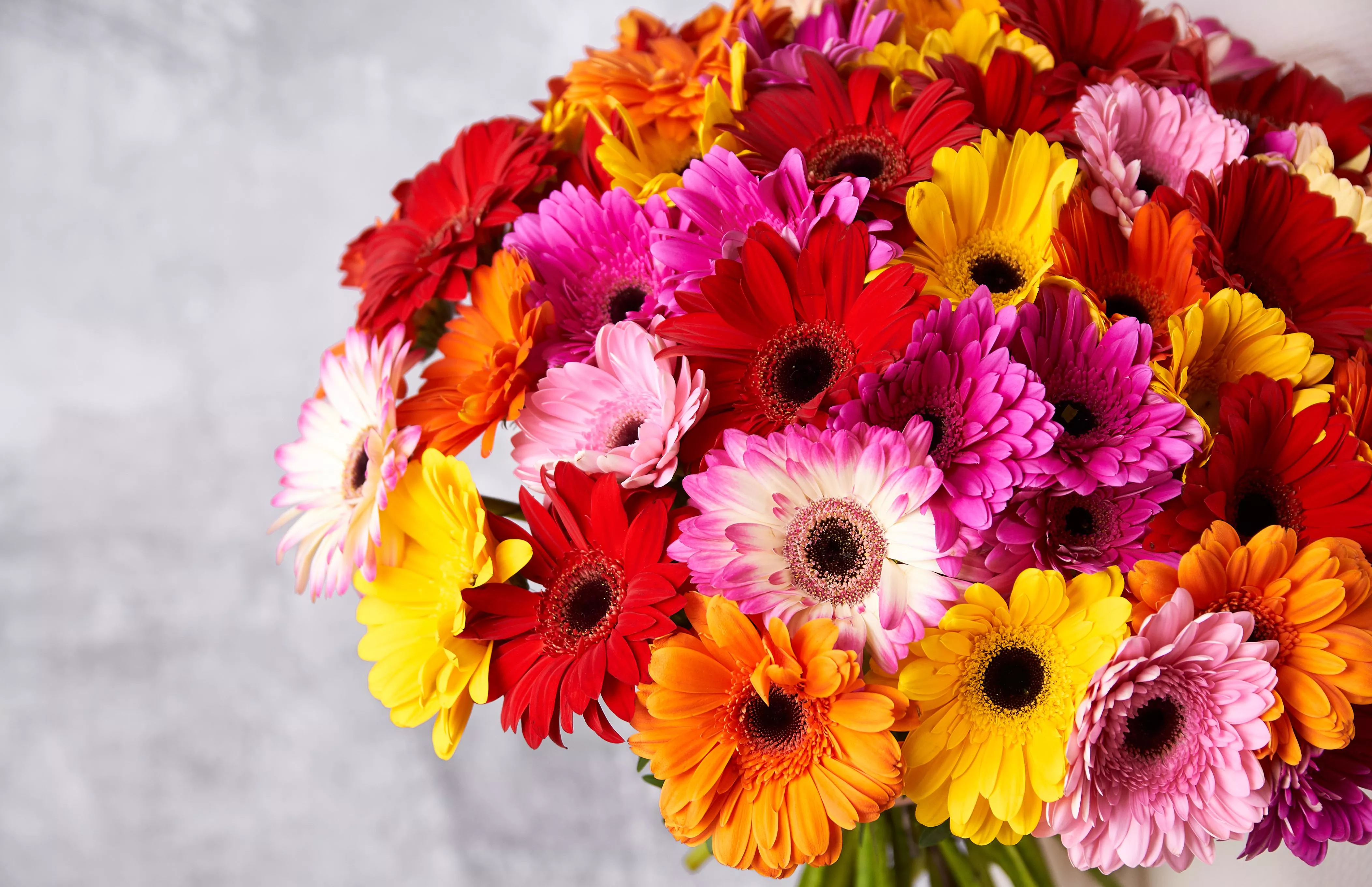 Цветы как ромашки: ТОП-5 вариантов с названием, описанием и фото