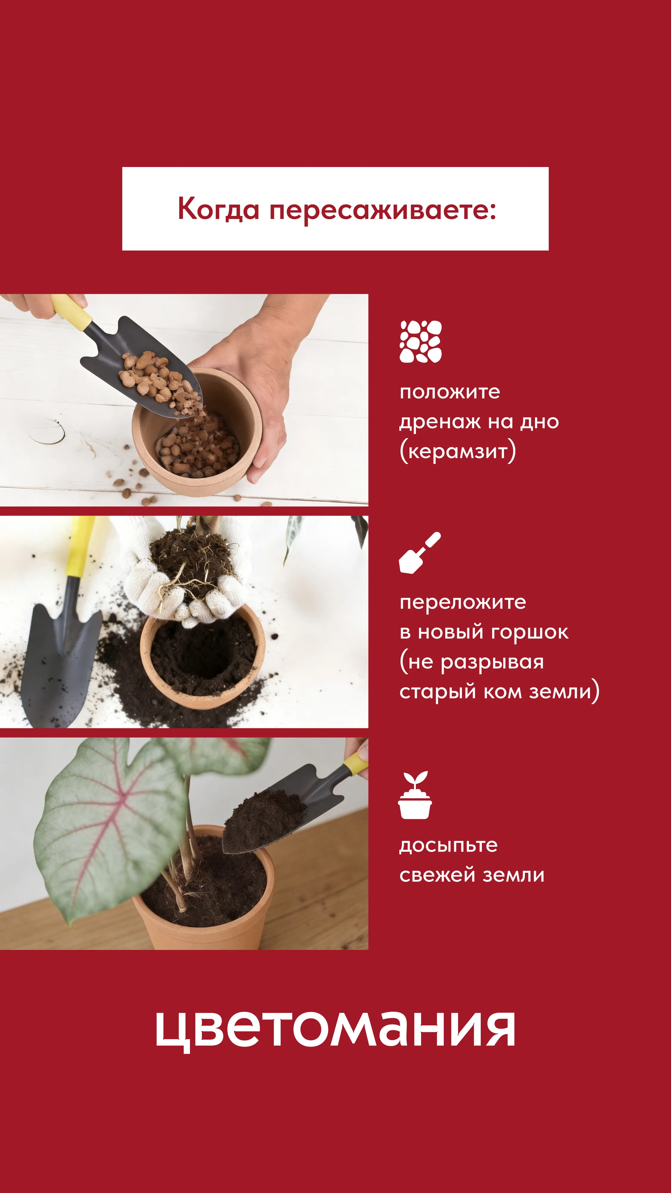 Как пересадить цветок