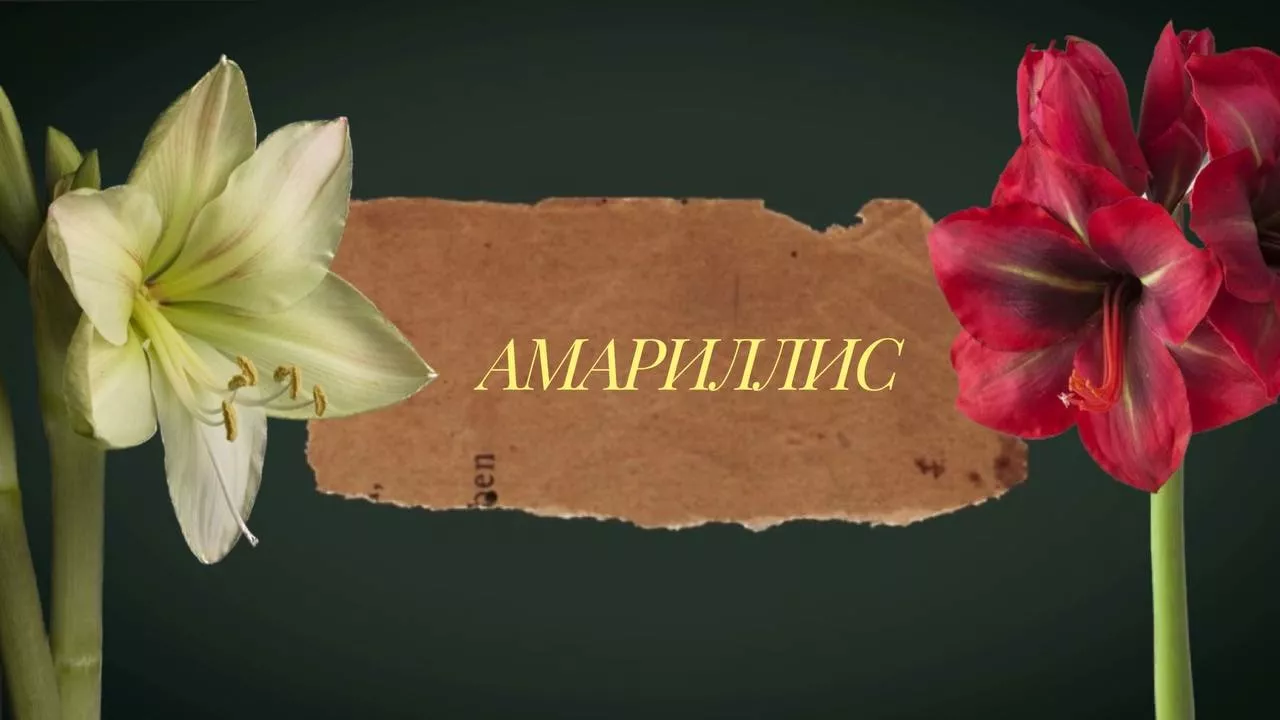 Амариллисы