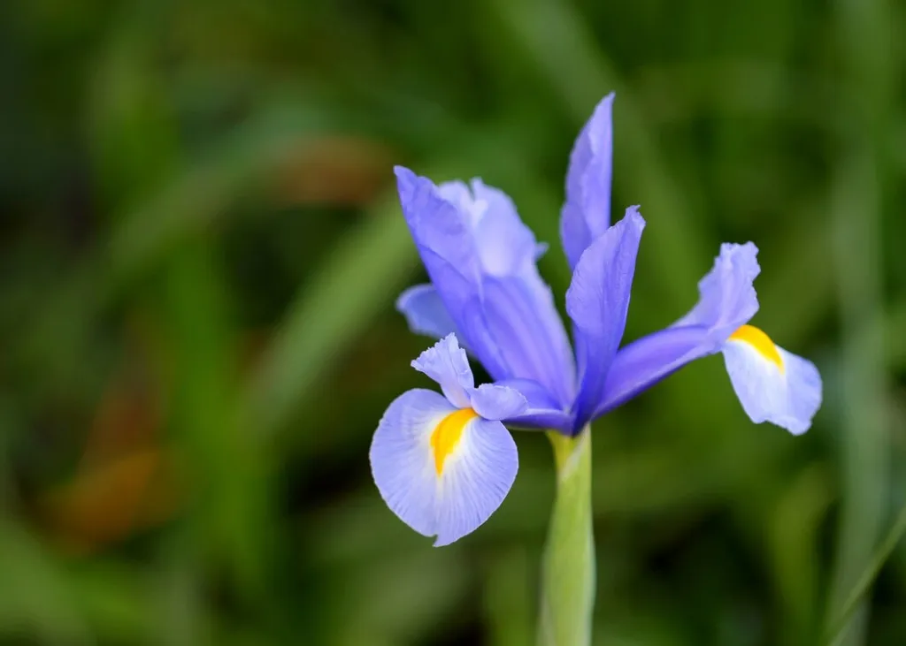 mauve-iris_181624-7173.jpg