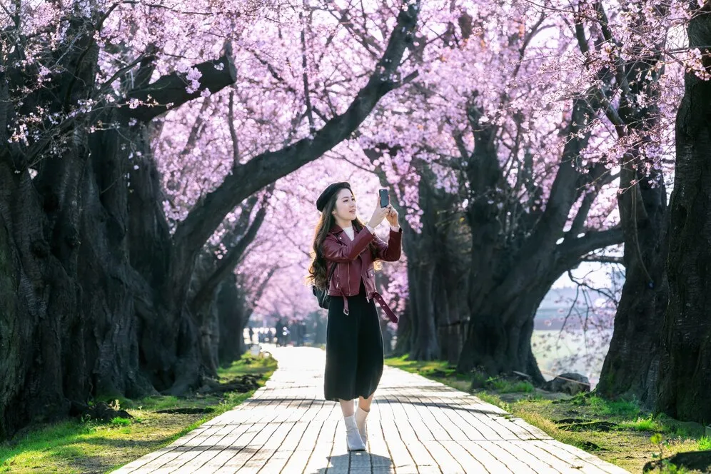 young-woman-walking-cherry-blossom-garden-spring-day-row-cherry-blossom-trees-kyoto-japan_335224-142.jpg