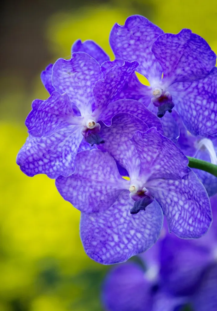 blue-vanda-orchid-flower_1373-29.jpg