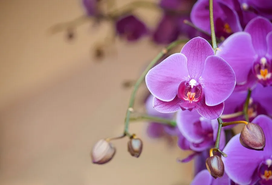 phalaenopsis-orchid-flower_1373-125.jpg