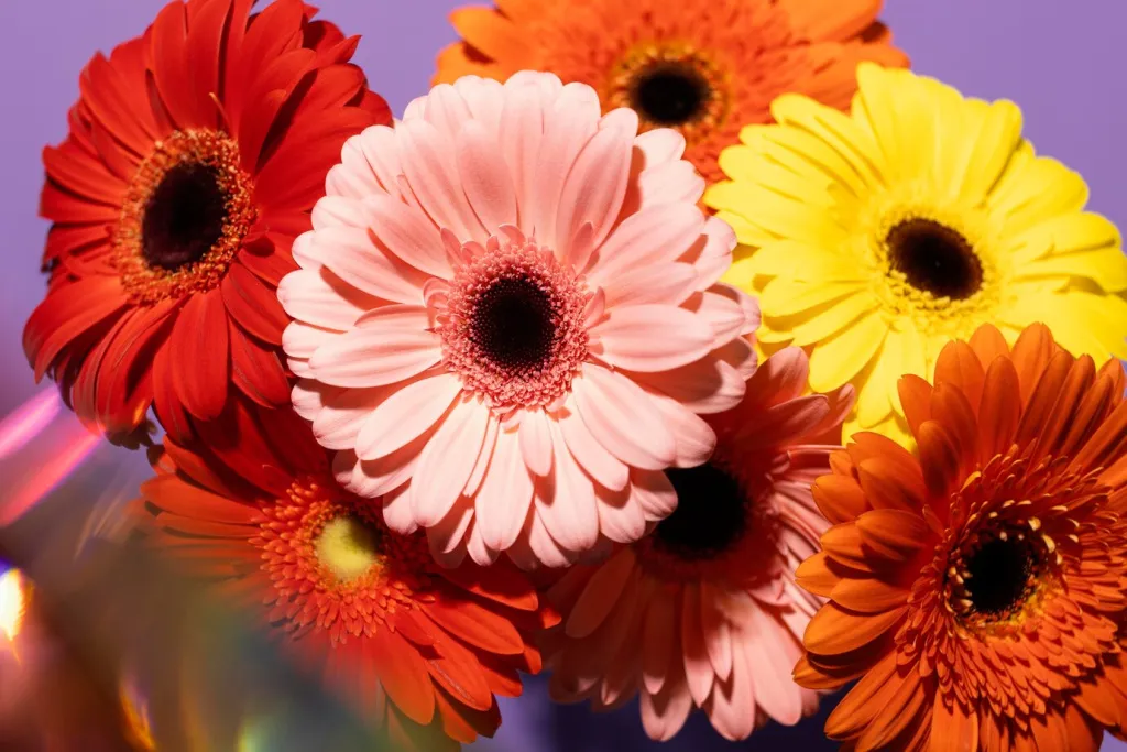high-angle-spring-gerbera-flowers_23-2148894171.jpg