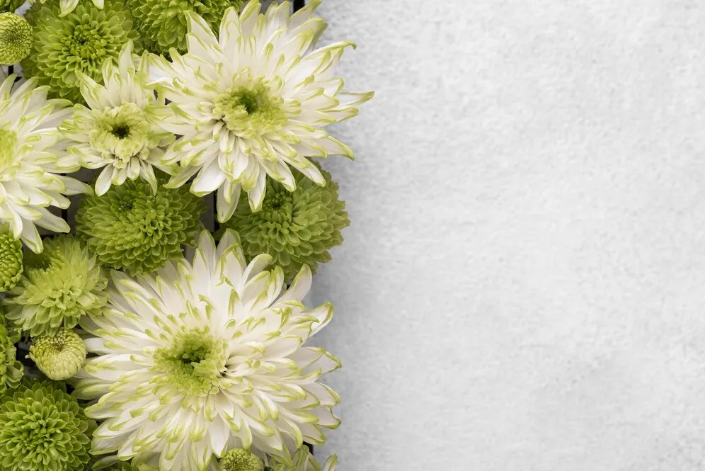 top-view-beautifully-colored-flowers-with-copy-space_23-2149005585.jpg