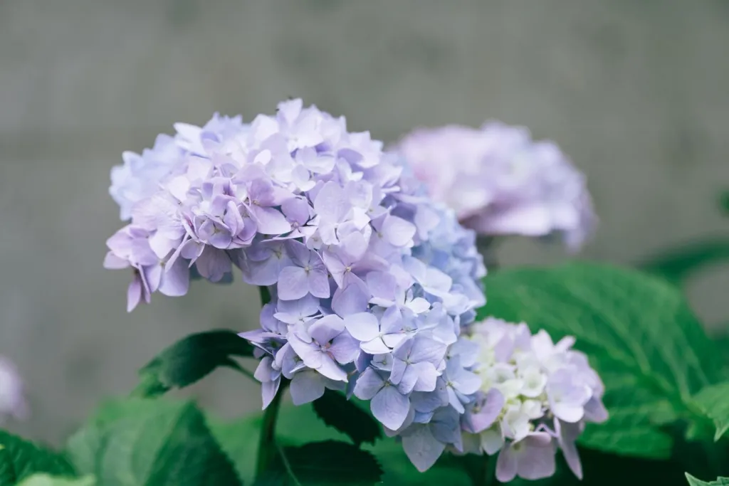 hydrangea-flower-closeup_1372-66.jpg