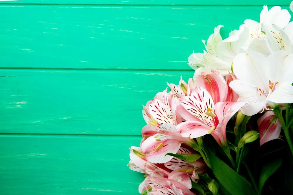 top-view-bouquet-pink-white-color-alstroemeria-flowers-lying-isolated-green-wooden-background-with-copy-space_141793-9249.jpg top-view-bouquet-pink-white-color-alstroemeria-flowers-lying-isolated-green-wooden-background-with-copy-space_141793-9249.jpg