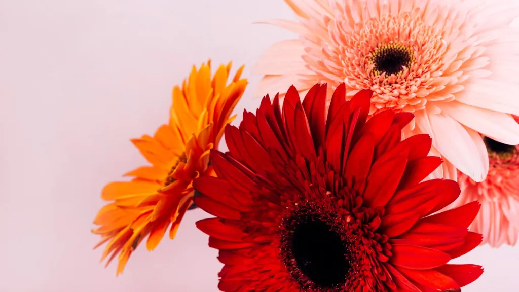 fresh-delicate-gerbera-flowers-against-pink-backdrop_23-2148053492.jpg
