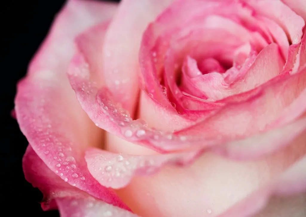 closeup-blooming-pink-rose_53876-16646.jpg