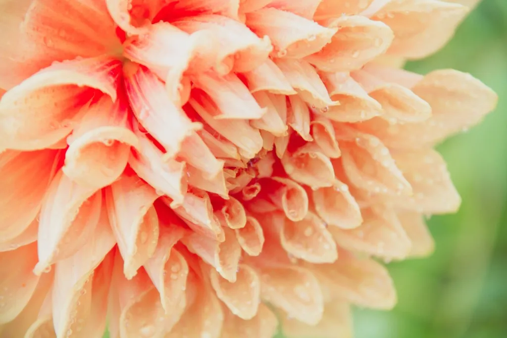 flower_1404-571.jpg