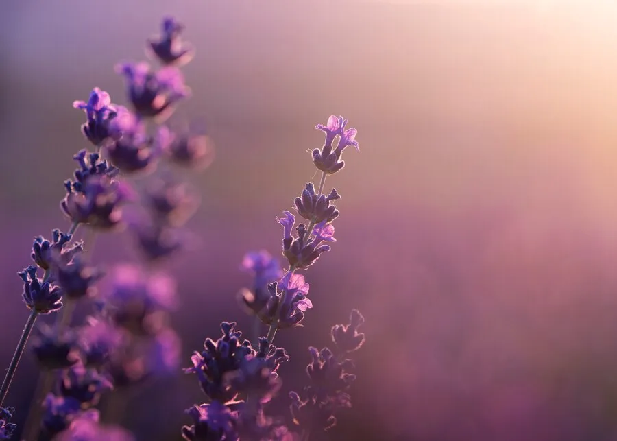 blurry-beautiful-lavender-field_23-2149555261.jpg