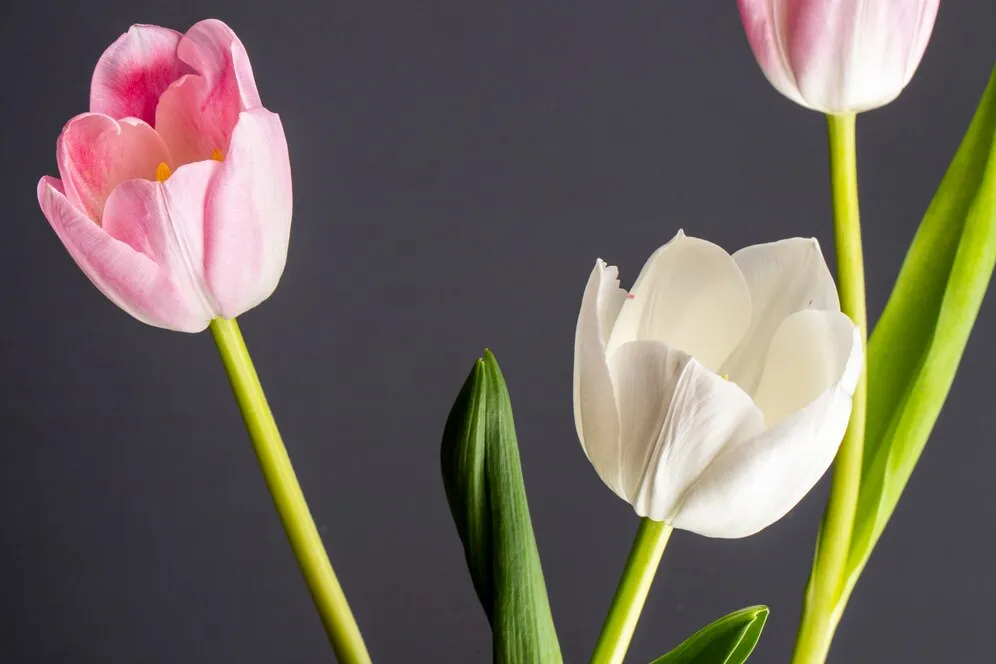 side-view-white-pink-color-tulips-isolated-black-table_141793-8727.jpg