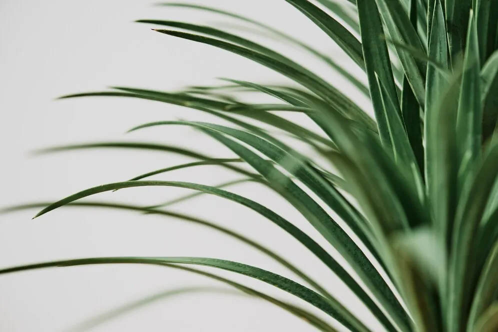agave-palm-tree-plant-gray-background_53876-110286.jpg