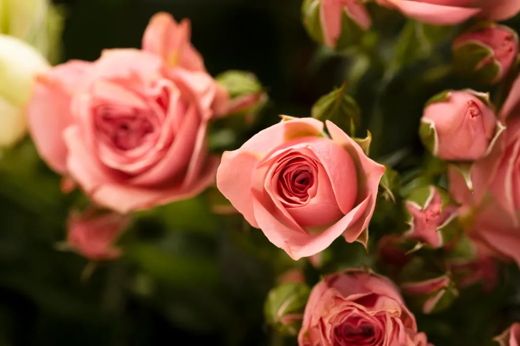 flat-lay-beautifully-bloomed-colorful-rose-flowers_23-2149005543.jpg