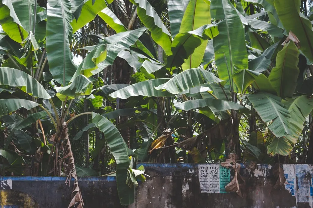 banana-trees-growing-stone-wall_1353-65.jpg