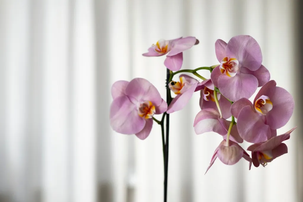 close-up-beautiful-orchids_23-2150960622.jpg