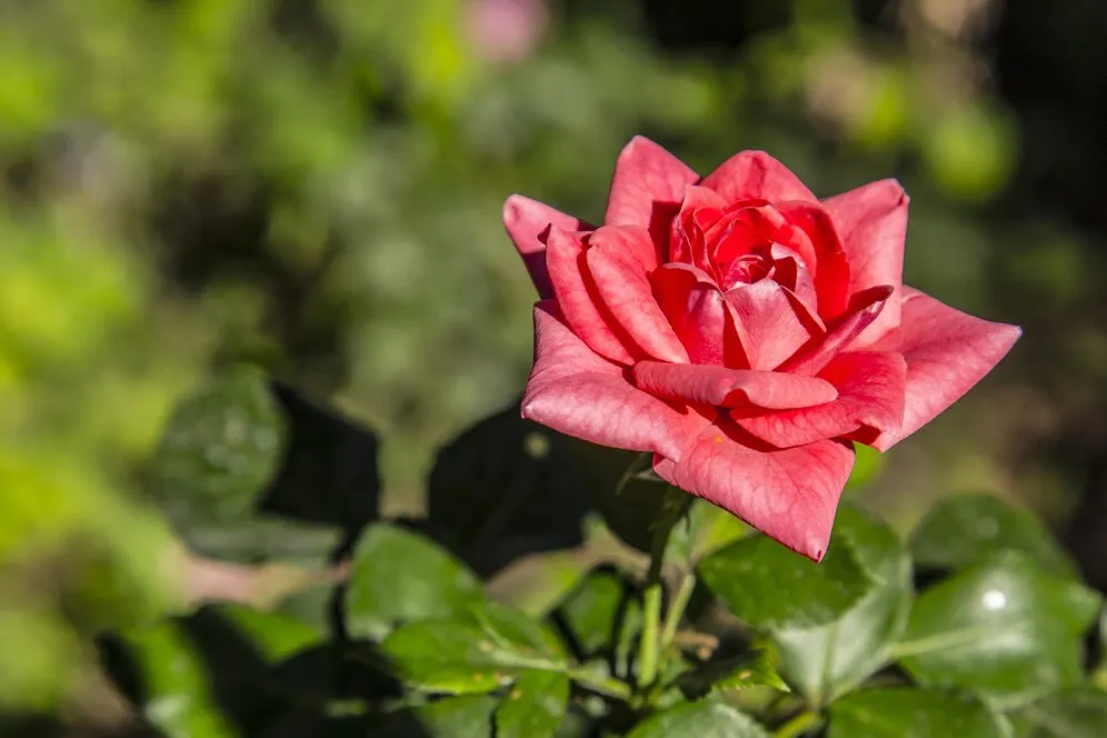 selective-focus-shot-beautiful-pink-rose-garden_181624-39310.jpg