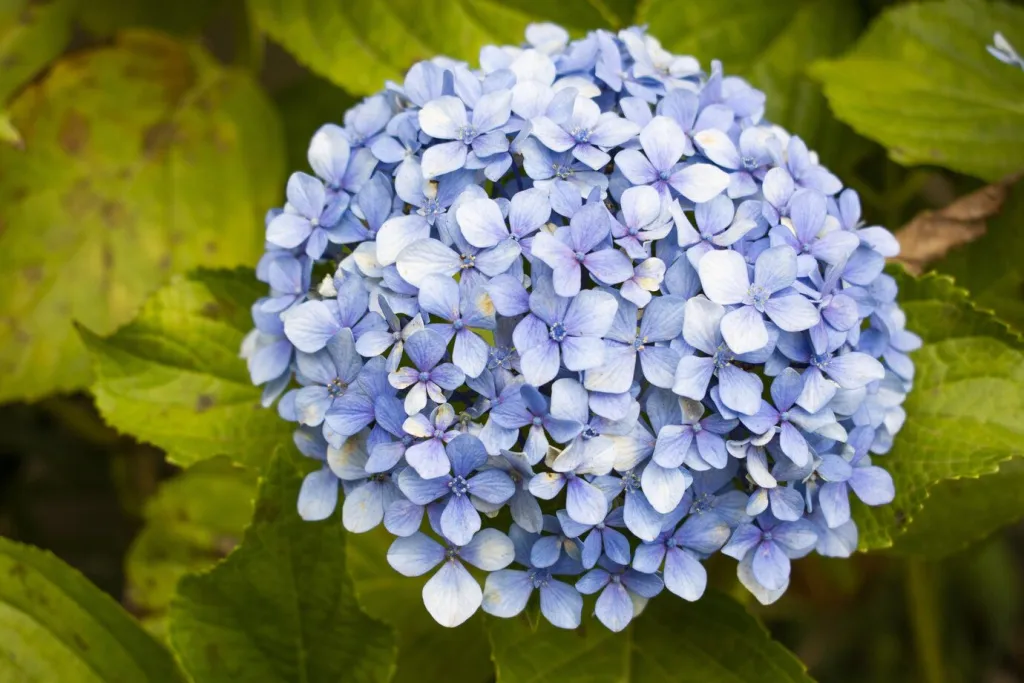 closeup-shot-beautiful-hydrangea-serrata-flower-with-green-leaves_181624-16376.jpg