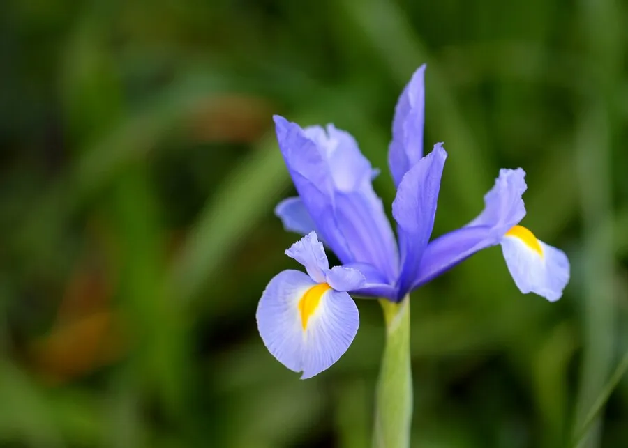 mauve-iris_181624-7173.jpg
