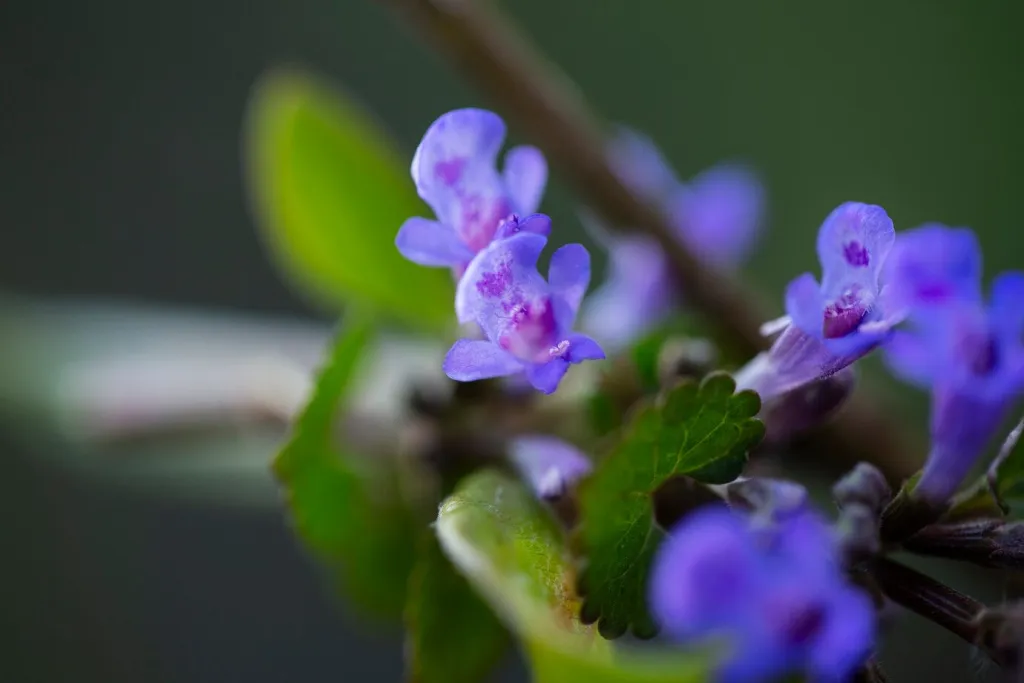 assortment-beautiful-blurred-flowers-nature_23-2149511123.jpg