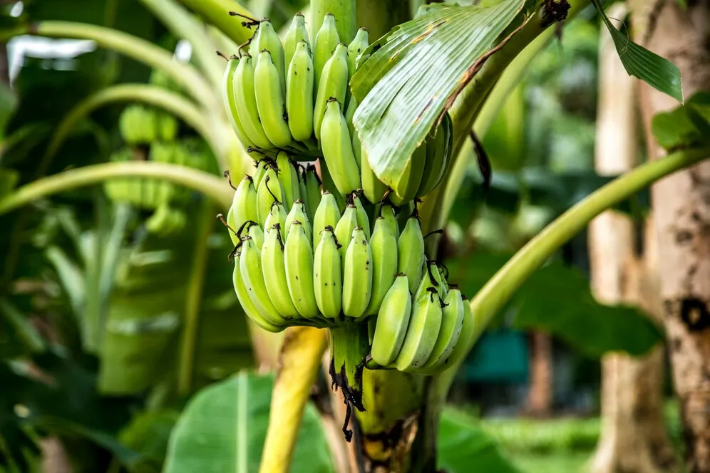 palm-tree-with-green-bananas_169016-2273.jpg