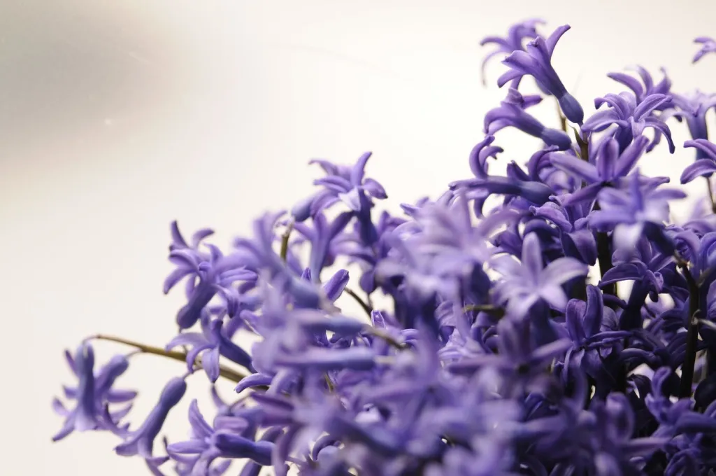 common-dutch-garden-hyacinth-hyacinthus-orientalis-close-up-hyacinthus-orientalis-macro-flowers-garden-hyacinth-bulbs-bokeh-background-hyacinthus-flower-white_1391-358.jpg