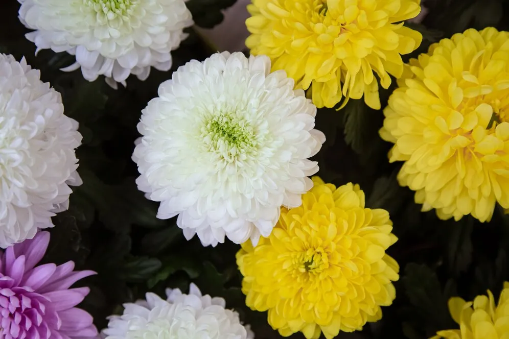bright-background-with-lots-chrysanthemum-flower-texture-concept-abstract-background-with-natural-vegetation-flowers_169016-15493.jpg bright-background-with-lots-chrysanthemum-flower-texture-concept-abstract-background-with-natural-vegetation-flowers_169016-15493.jpg