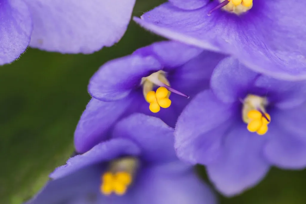 wonderful-exotic-purple-flowers_23-2148060074.jpg
