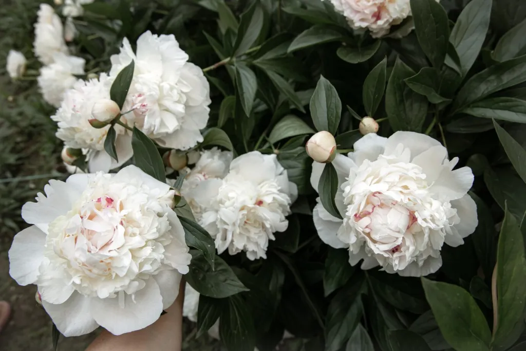 large-flowers-white-peonies-bush-close-up_169016-12303.jpg large-flowers-white-peonies-bush-close-up_169016-12303.jpg
